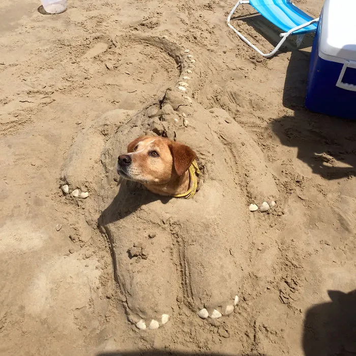 That's One Patient Dog