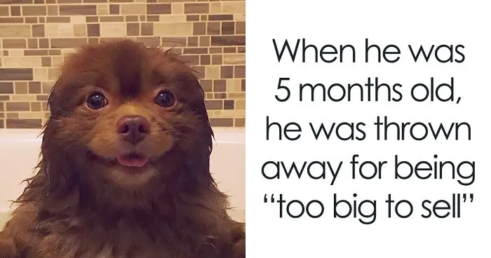 Breeder Abandoned 5-Month-Old Pomeranian Because He Was "Too Big", They Probably Regret It Now