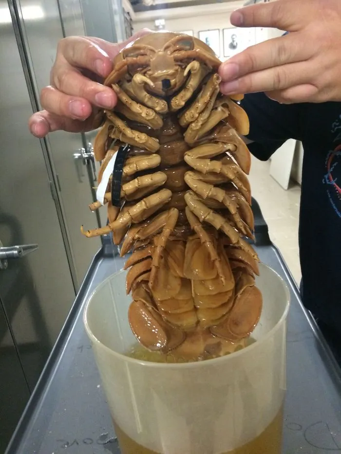 Isópodo gigante