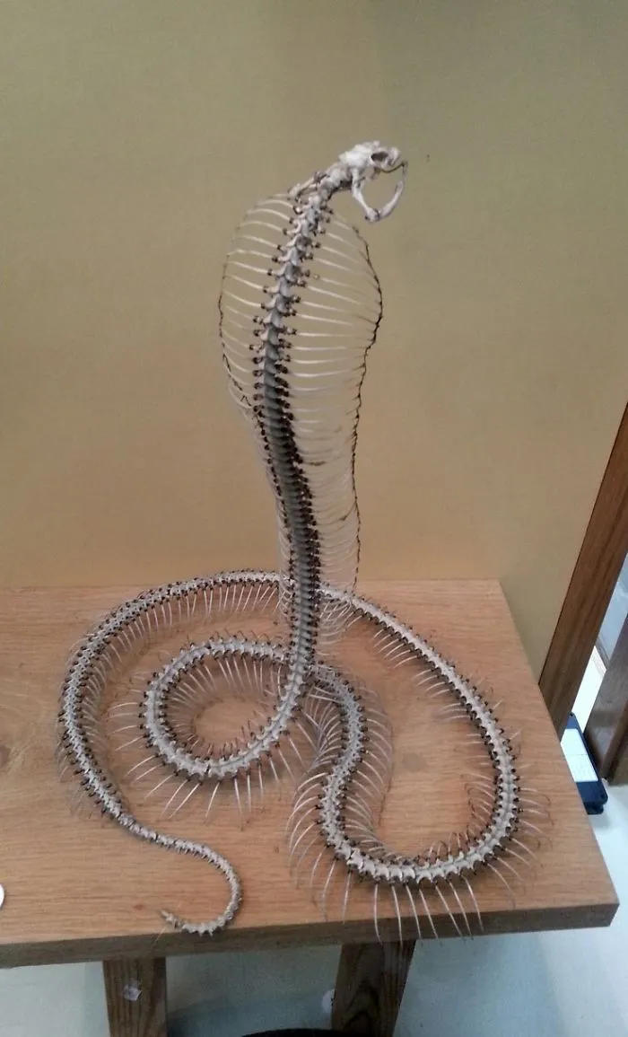 Esqueleto de cobra
