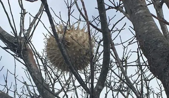 Tras una tormenta en Nueva Inglaterra, encontraron un pez globo en lo alto de un árbol