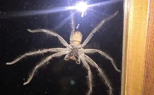 50 Times Nature Made Us Say NOPE" (WARNING: This List Might Be Too Scary For You)"