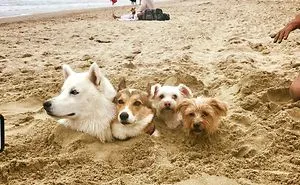 33 Times People Witnessed Something Interesting At The Beach And Just Had To Share It