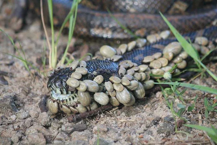 Serpiente cubierta de garrapatas