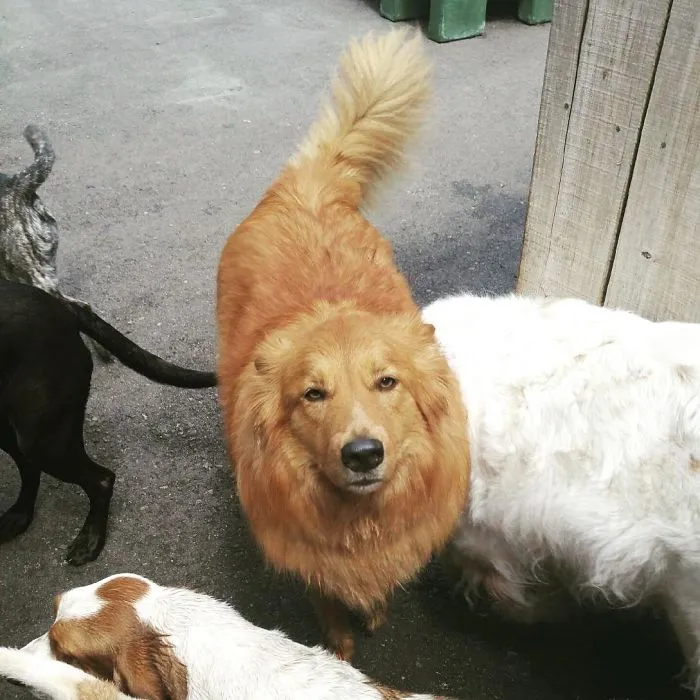 When I Worked At A Dog Daycare (I'd Bring My Dog With Me) I Once Got Off From Work And Was So Hungry I Left Without Him. My Manager Sent Me This Picture About 10 Minutes Later Saying "You Forgot Something". His Expression Is Perfect