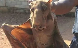 50 Times Nature Made Us Say NOPE" (WARNING: This List Might Be Too Scary For You)"