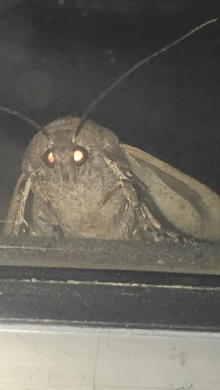 Primer plano de una polilla en mi ventana