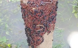 50 Times Nature Made Us Say NOPE" (WARNING: This List Might Be Too Scary For You)"
