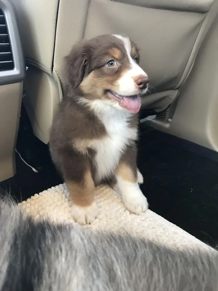 Cute puppy with brown and white fur sitting happily in a car.