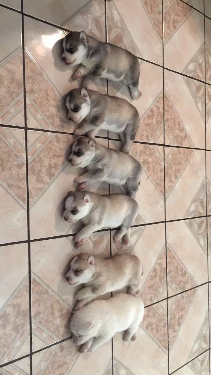 Mi husky se ha quedado sin tinta mientras daba a luz