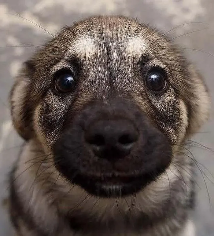 Cute puppy with big eyes and patterned fur looking directly at the camera.
