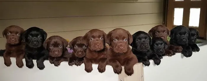 A row of the cutest puppies peeking over a white fence, including chocolate and black Labrador retrievers.