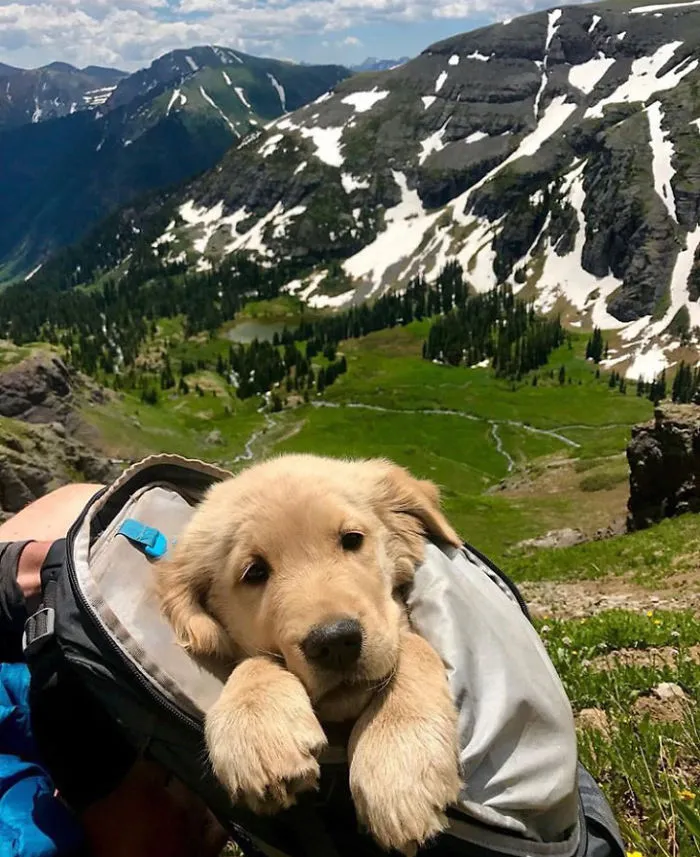Cute puppy in a backpack, enjoying a scenic mountain view during a hike.
