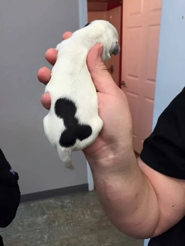 A cute puppy with a unique black marking on its back in the shape of a heart, resting in a person's hand.