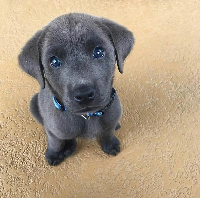 Cute puppy with gray fur and a blue collar sitting on a beige carpet.