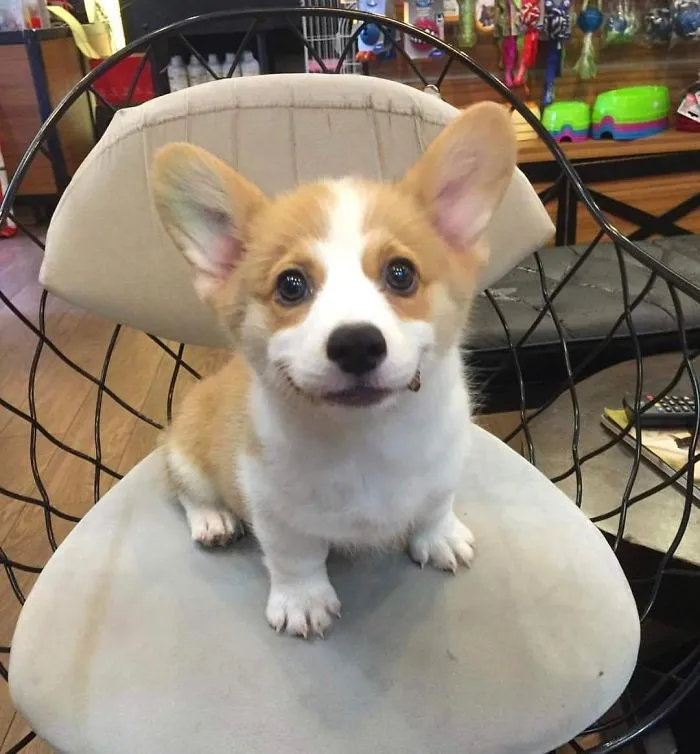 Se llama Lilo y sonríe travieso