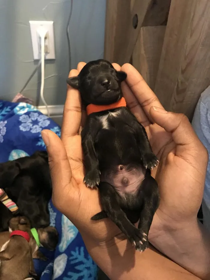 Adorable black puppy resting in hands, showcasing its cuteness.