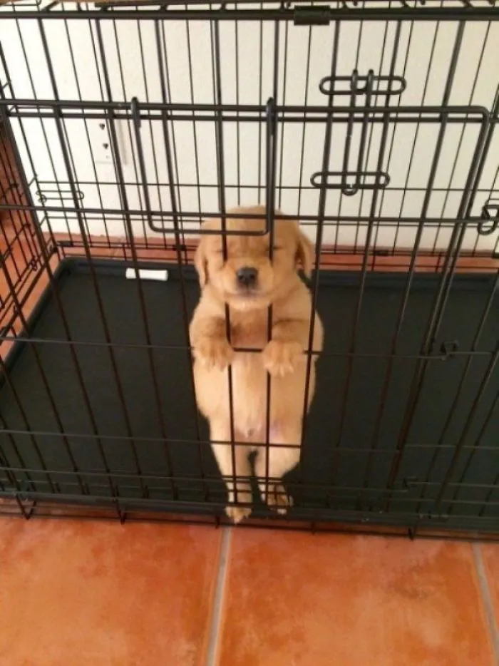 Cute puppy standing in a crate with paws on the bars, creating an adorable pose.