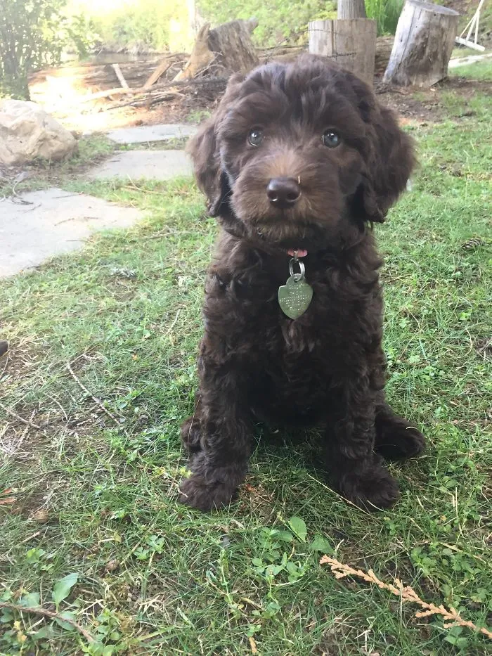 Cute brown puppy sitting on grass with a heart-shaped tag, captured in a garden setting.