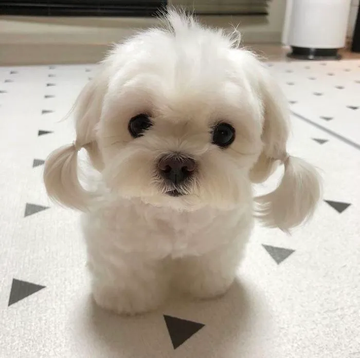 Cachorro con coletitas