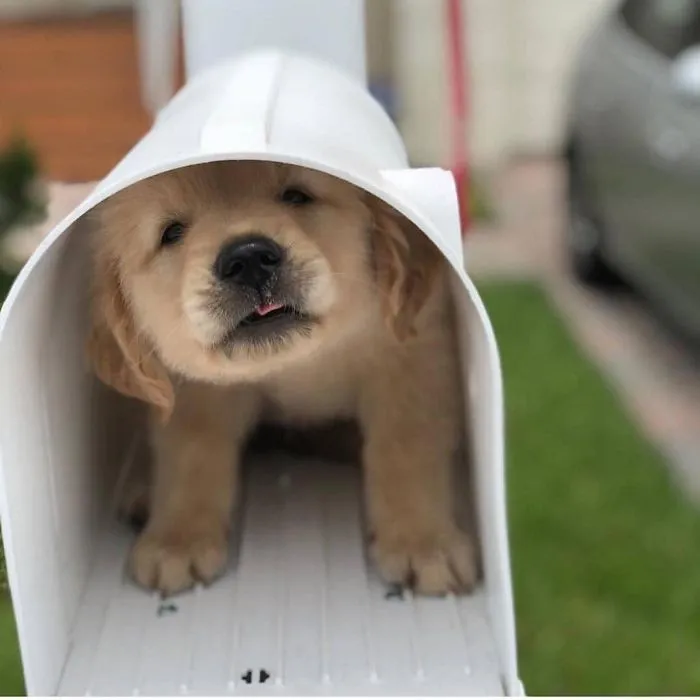 Cute puppy peeking out of a white mailbox, showcasing its fluffy face and playful eyes.