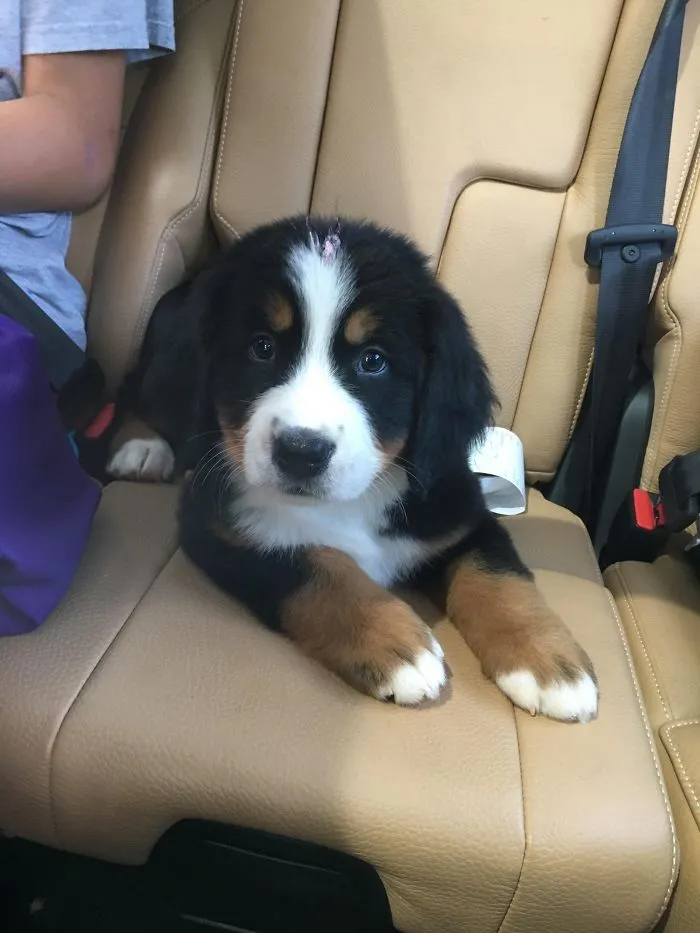Cute puppy sitting on a car seat, looking directly with playful eyes.
