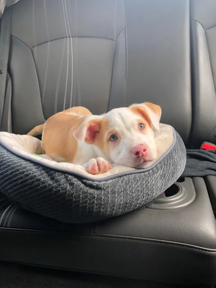 A cute puppy relaxing in a car seat, showcasing its adorable features.