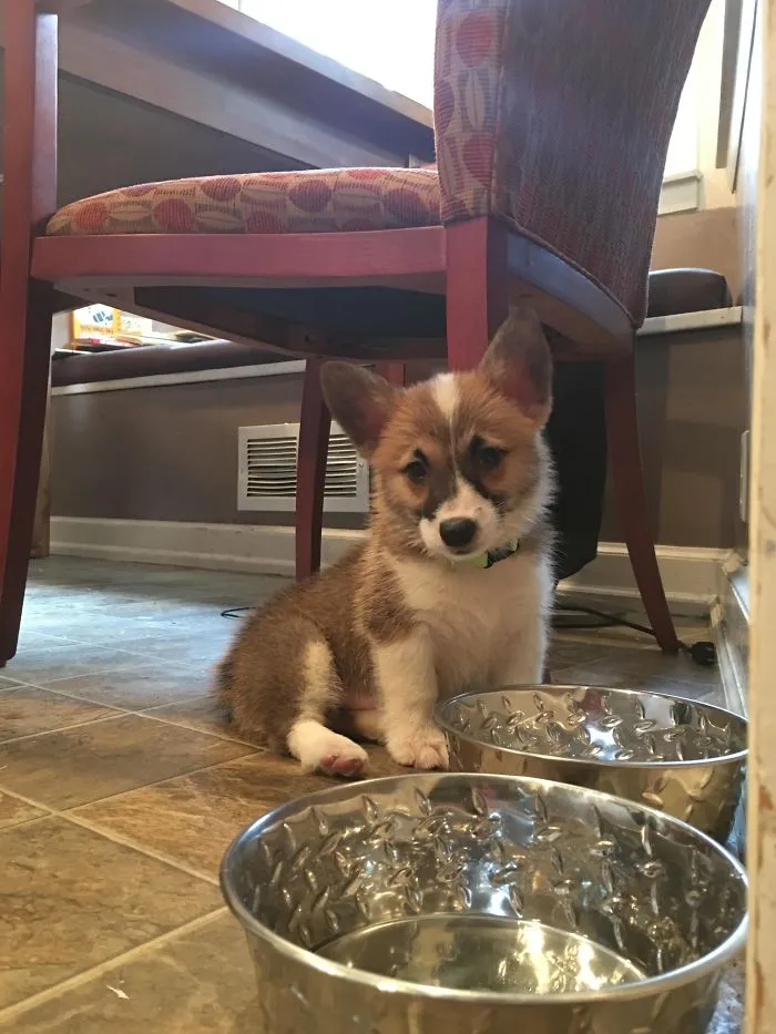 Cute puppy sitting on a kitchen floor beside metal food and water bowls.