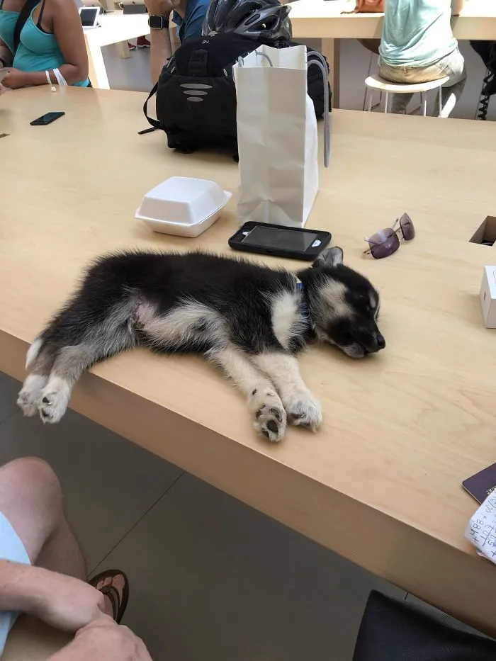 Sleeping puppy on a table in a busy room, surrounded by people and gadgets.