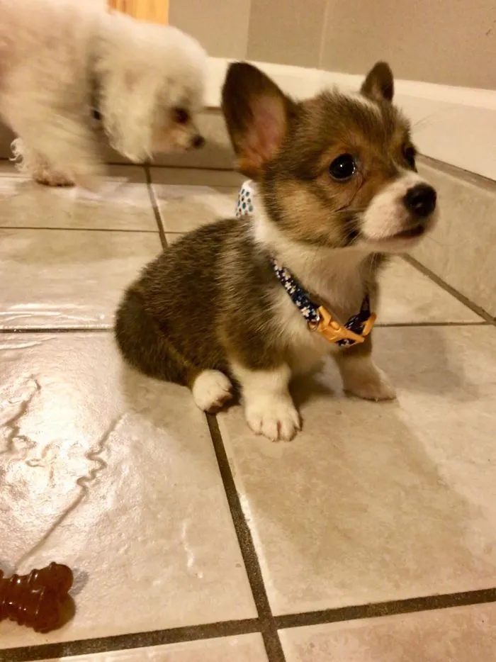 Cute puppy sitting on tiled floor, wearing a patterned collar. Another fluffy dog in the background.