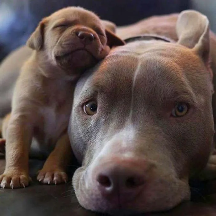 Cute puppies snuggling together, one resting its head on the other, showcasing affection and warmth.