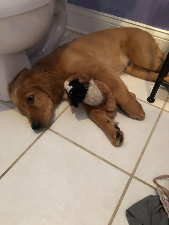 Adorable puppy cuddling a plush toy on a tiled floor.