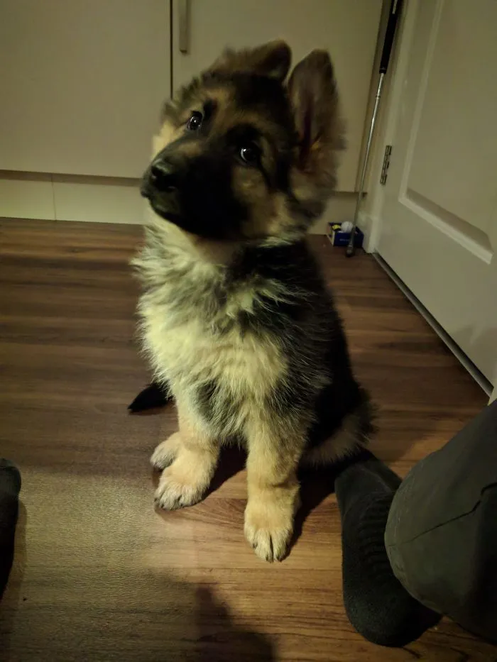 Cute puppy sitting on a wooden floor, tilting its head with an adorable expression.