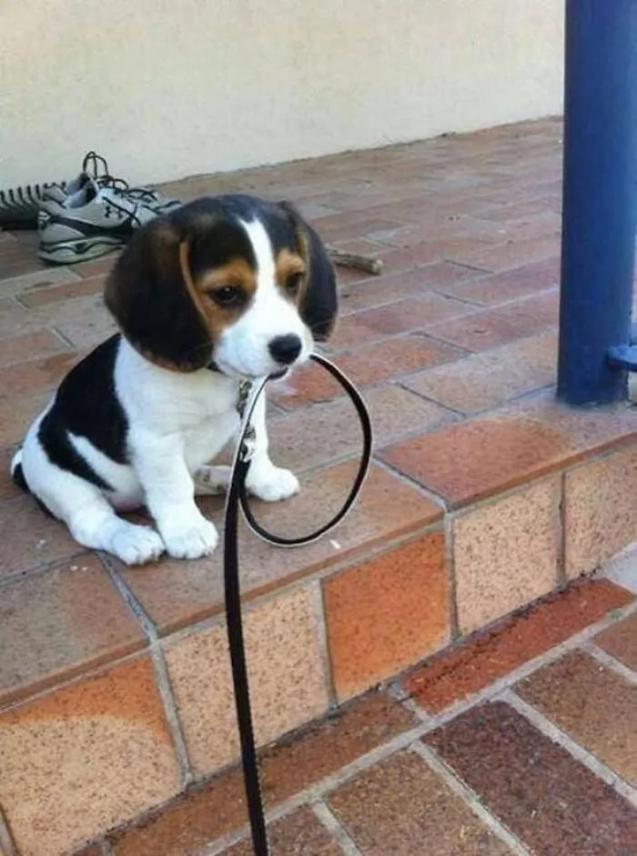 Cute puppy sitting on steps holding a leash, eager for a walk.