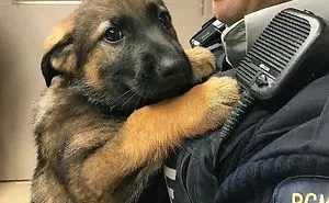 378 Of The Cutest Puppies Ever