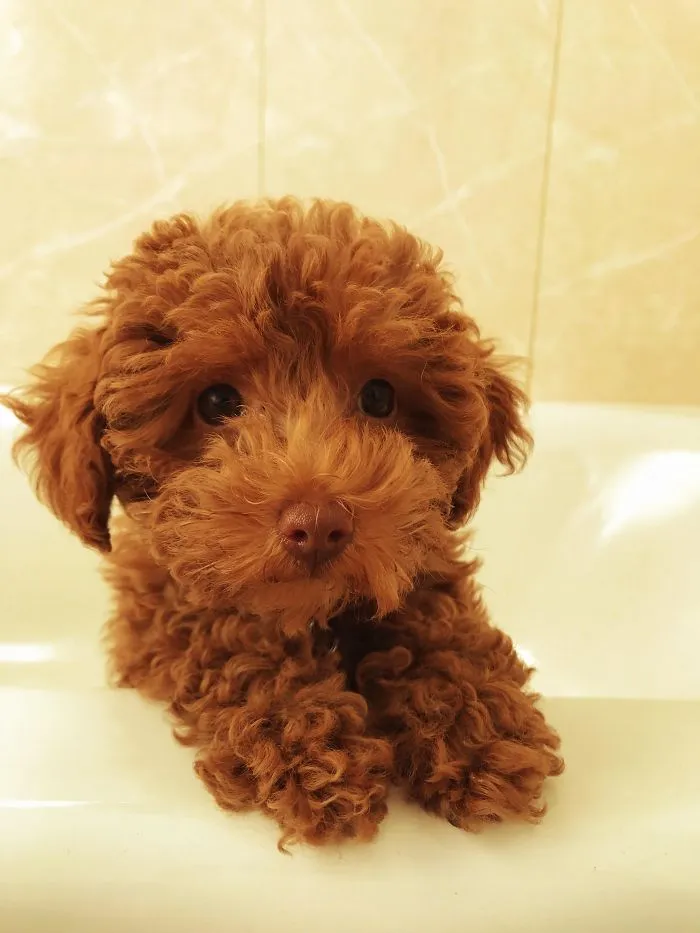 Mi primer cachorro