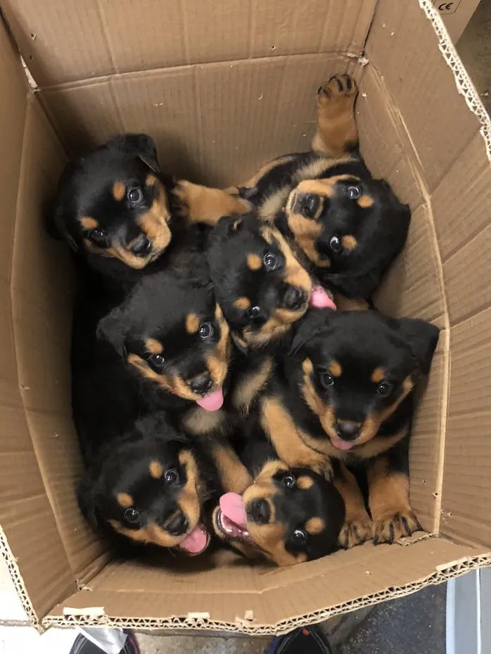 A box full of adorable Rottweiler puppies with their tongues out.
