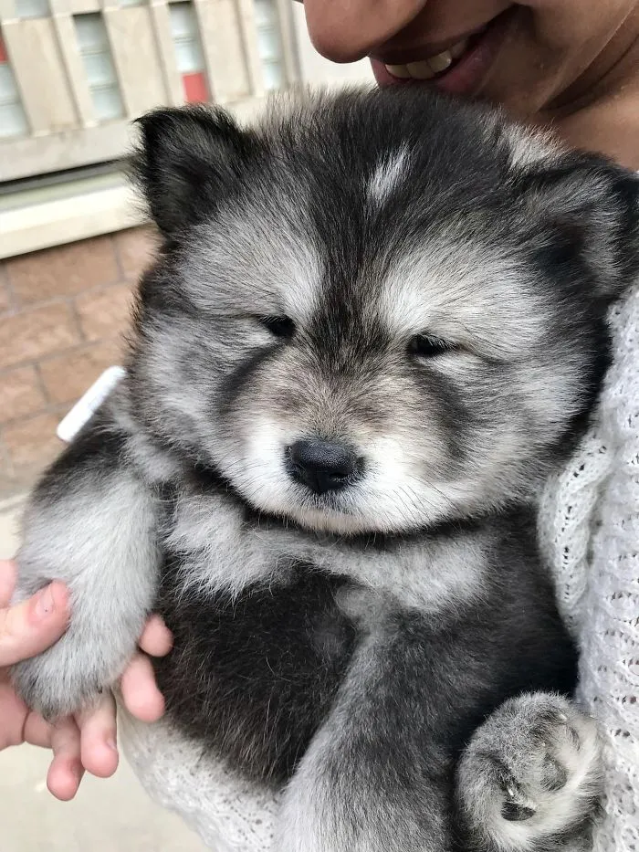 Este cachorro estaba en mi campus, no tengo palabras