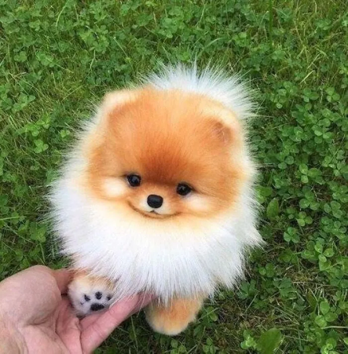 Fluffy puppy with orange and white fur, sitting on grass, holding a person's hand.