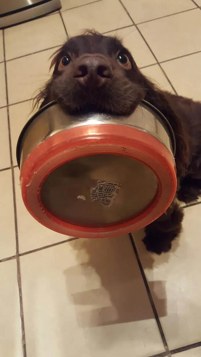 Cute puppy holding a metal bowl in its mouth, sitting on a tiled floor.