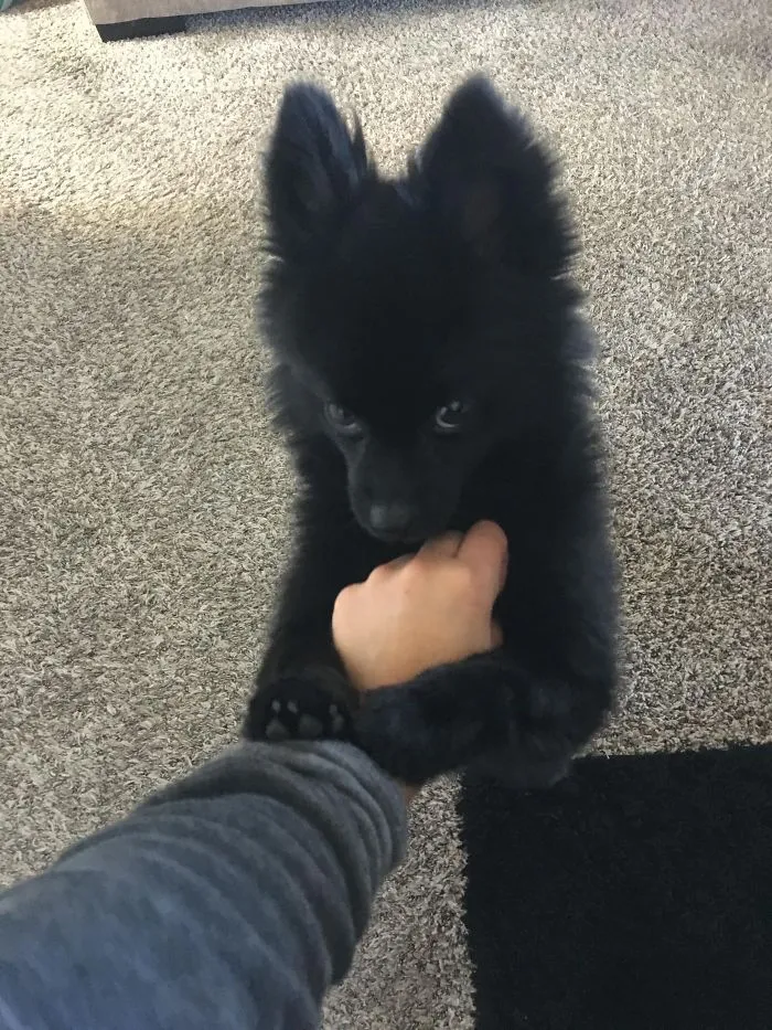 Cute puppy playing and holding a person's hand on a carpeted floor.