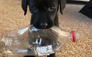 378 Of The Cutest Puppies Ever