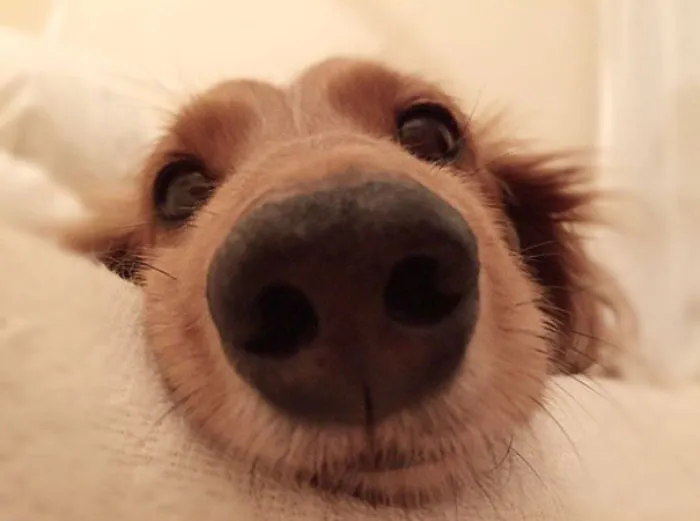 Close-up of a cute puppy's nose resting on a soft surface.