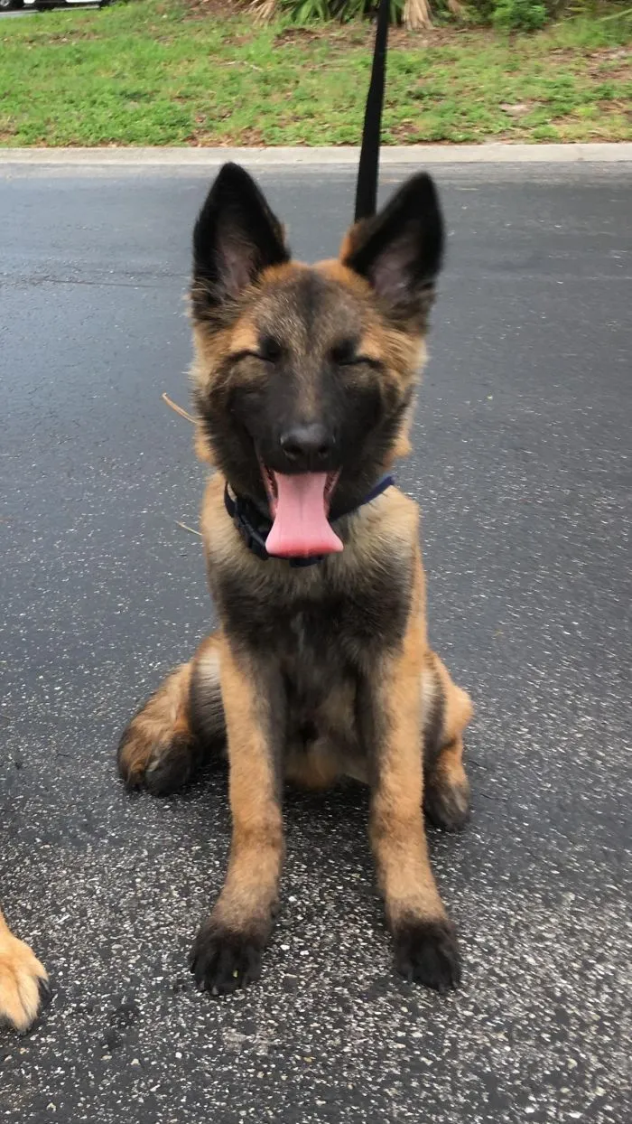 Adorable puppy with its tongue out sitting on a pavement, showcasing its cute expression.