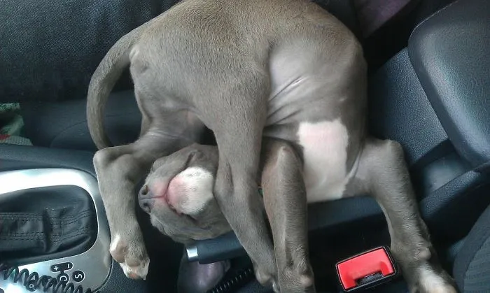 Cute puppy sleeping awkwardly on a car seat, showcasing its flexibility.