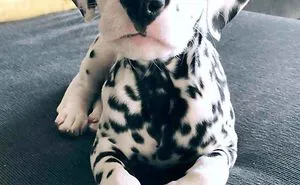378 Of The Cutest Puppies Ever