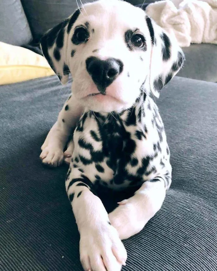 I Wuv You