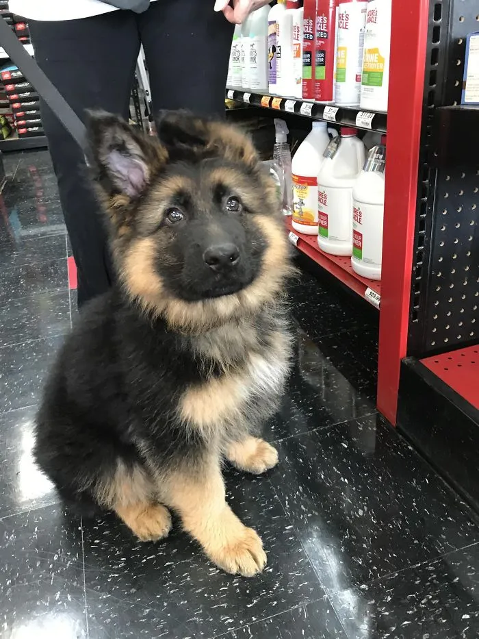 Adorable puppy sitting in a store aisle with bright eyes and fluffy fur.