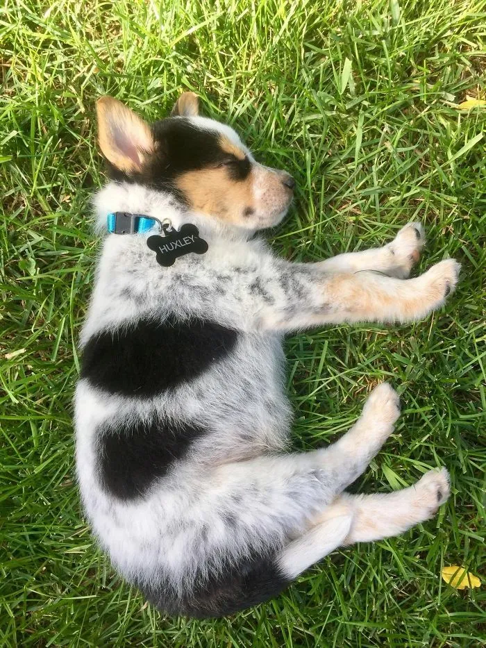 Sleeping puppy with a black and white coat resting on grass.