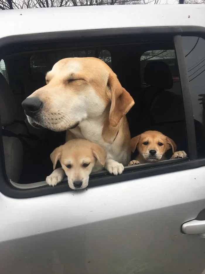 Cute puppies with their mom looking out of a car window.